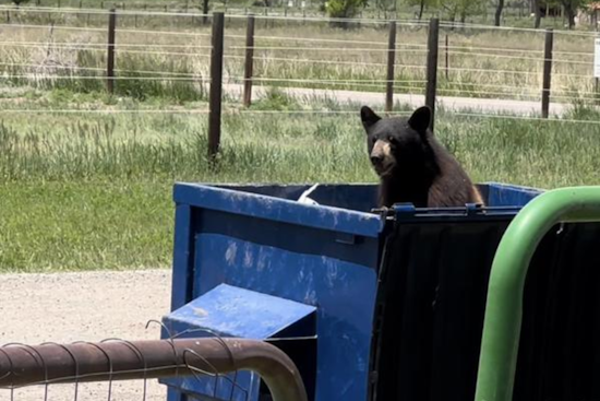 Colorado Reports 14.8% Rise in Bear-Human Encounters as Trash Draws Wildlife Closer to Homes