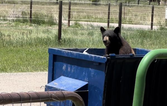 Colorado Reports 14.8% Rise in Bear-Human Encounters as Trash Draws Wildlife Closer to Homes