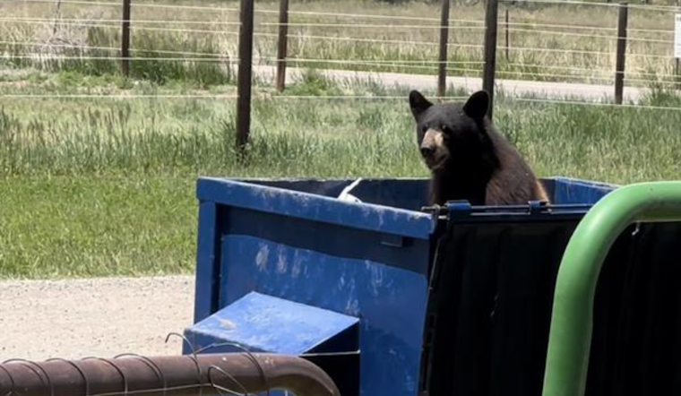 Colorado Reports 14.8% Rise in Bear-Human Encounters as Trash Draws Wildlife Closer to Homes
