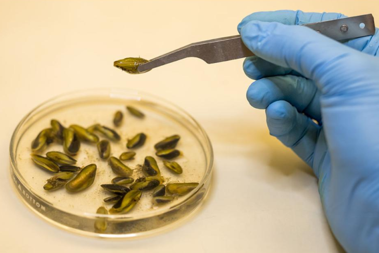Colorado Takes Preemptive Action Against Invasive Golden Mussels to Protect Ecosystems
