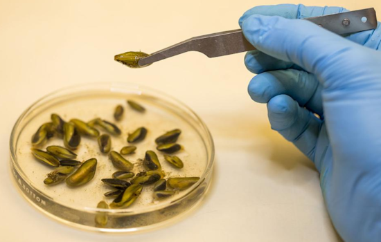 Colorado Takes Preemptive Action Against Invasive Golden Mussels to Protect Ecosystems