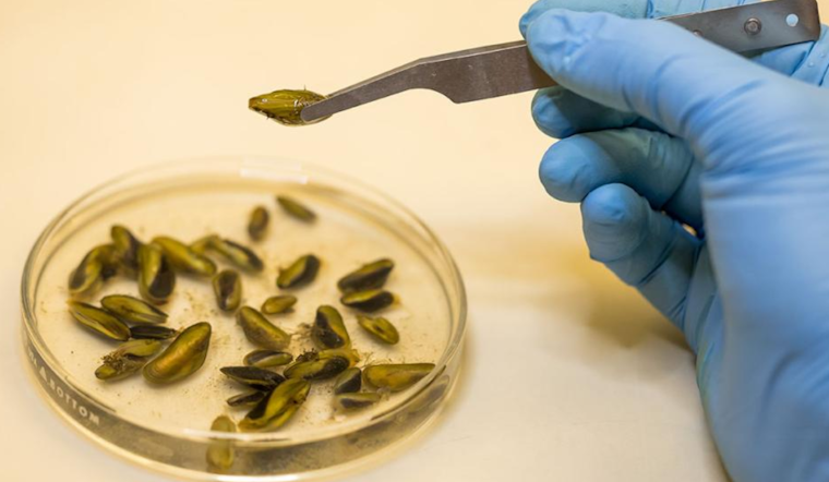 Colorado Takes Preemptive Action Against Invasive Golden Mussels to Protect Ecosystems