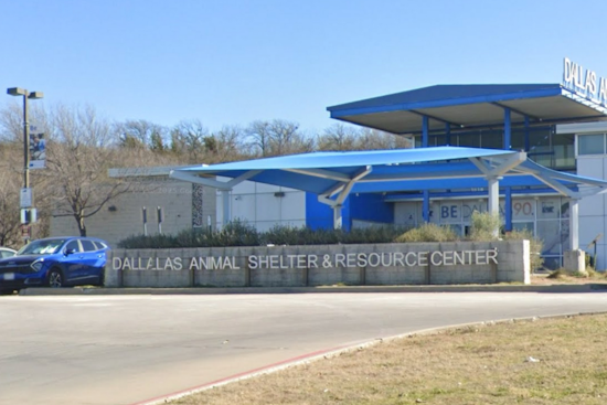 Dallas Animal Services Innovates with Concurrent Heartworm and Spay/Neuter Treatments for Dogs; Calls for Volunteers Amid Community Cat Initiative