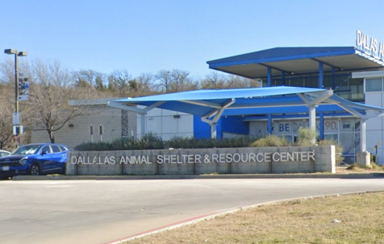 Dallas Animal Services Innovates with Concurrent Heartworm and Spay/Neuter Treatments for Dogs; Calls for Volunteers Amid Community Cat Initiative