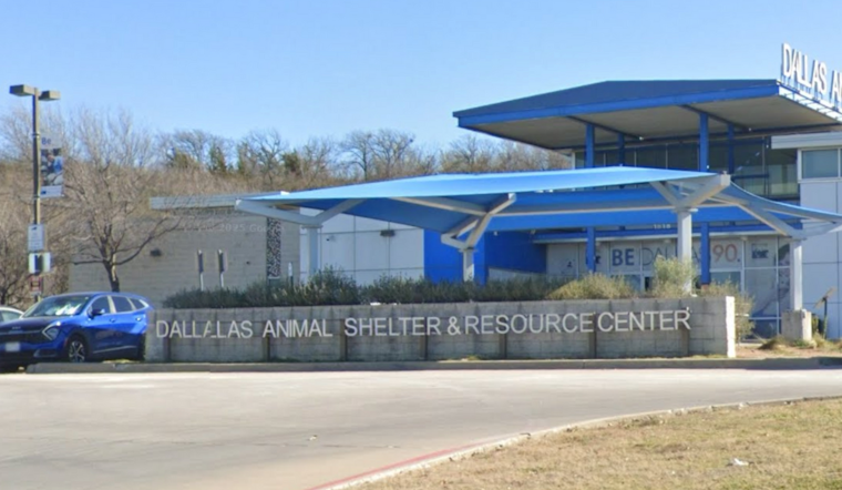 Dallas Animal Services Innovates with Concurrent Heartworm and Spay/Neuter Treatments for Dogs; Calls for Volunteers Amid Community Cat Initiative