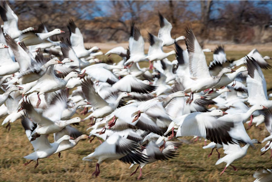Delta, Utah Welcomes Birdwatchers for the Scenic Delta Snow Goose Festival