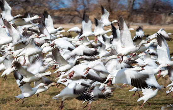 Delta, Utah Welcomes Birdwatchers for the Scenic Delta Snow Goose Festival