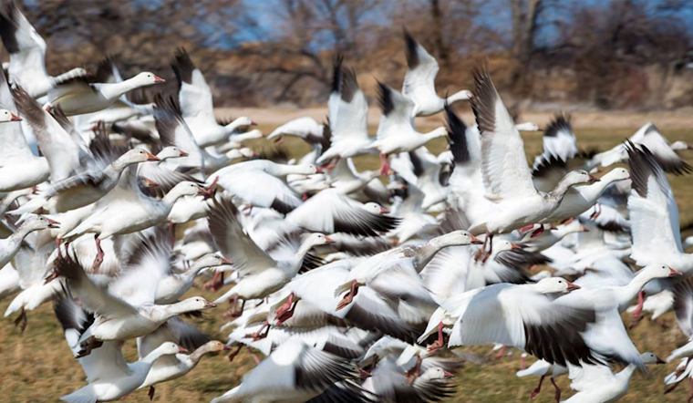 Delta, Utah Welcomes Birdwatchers for the Scenic Delta Snow Goose Festival