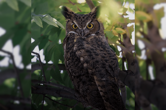 Eagle Mountain Wildlife Biologist Advocates for Safer Rodent Control Methods to Protect Ecosystem