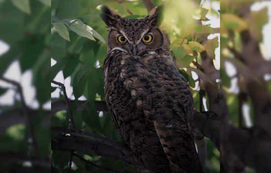 Eagle Mountain Wildlife Biologist Advocates for Safer Rodent Control Methods to Protect Ecosystem