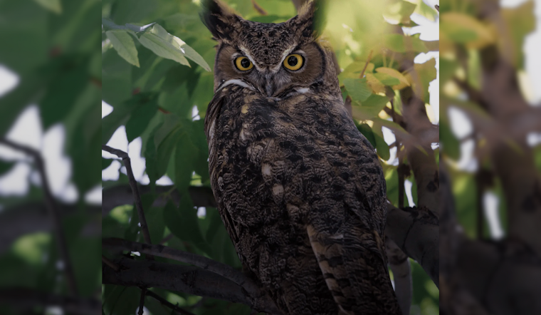 Eagle Mountain Wildlife Biologist Advocates for Safer Rodent Control Methods to Protect Ecosystem