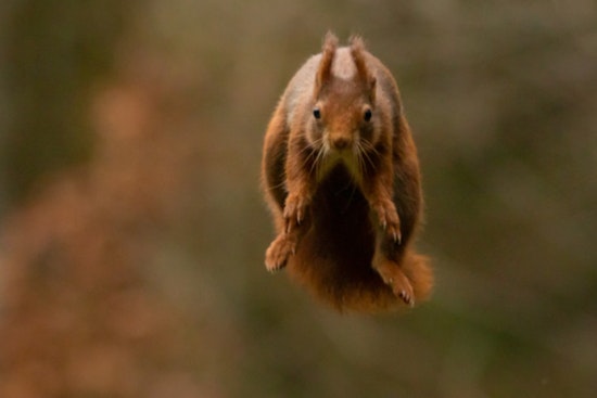 East Tennessee State University Researchers Uncover Fossil of Giant Prehistoric Flying Squirrel