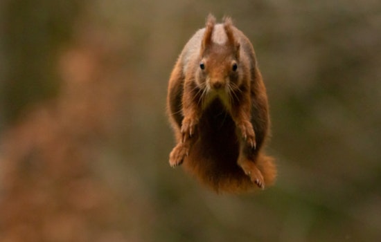 East Tennessee State University Researchers Uncover Fossil of Giant Prehistoric Flying Squirrel