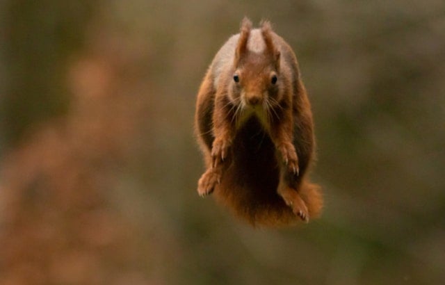 East Tennessee State University Researchers Uncover Fossil of Giant Prehistoric Flying Squirrel