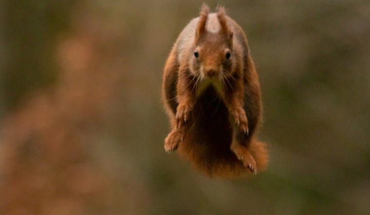 East Tennessee State University Researchers Uncover Fossil of Giant Prehistoric Flying Squirrel