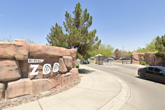 El Paso Zoo's Mountain Lions to Tackle Super Bowl LIX Prediction in Playful Piñata Event