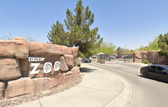 El Paso Zoo's Mountain Lions to Tackle Super Bowl LIX Prediction in Playful Piñata Event