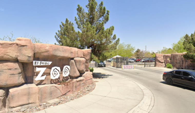 El Paso Zoo's Mountain Lions to Tackle Super Bowl LIX Prediction in Playful Piñata Event
