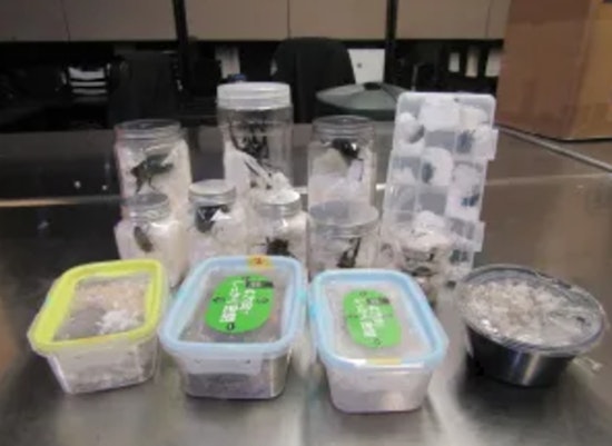 Exotic Beetle Bust at LAX, 37 Live Insects Seized Hiding in Japanese Snack Packaging