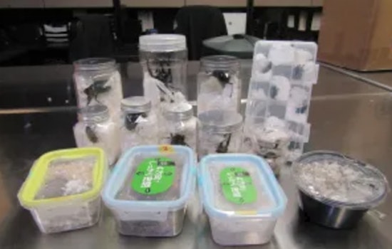 Exotic Beetle Bust at LAX, 37 Live Insects Seized Hiding in Japanese Snack Packaging