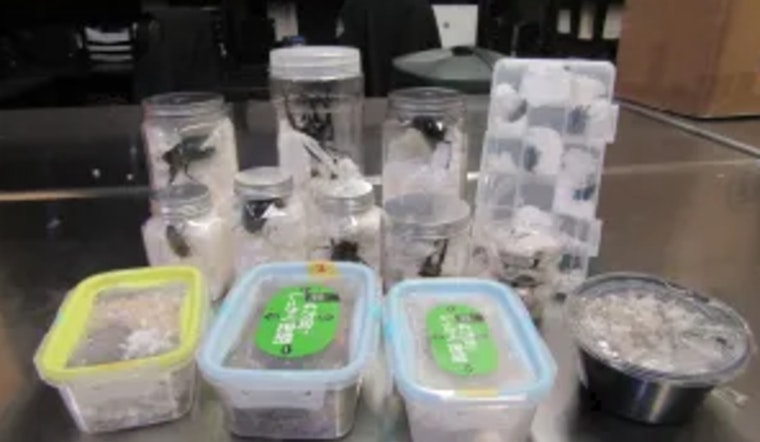 Exotic Beetle Bust at LAX, 37 Live Insects Seized Hiding in Japanese Snack Packaging