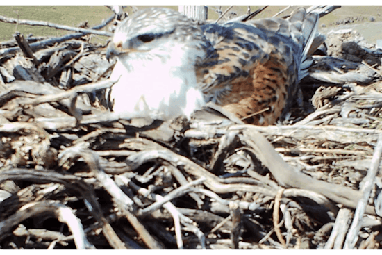 Ferruginous Hawk's Unique Migration Captivates Researchers and Birdwatchers in Washington and Nebraska
