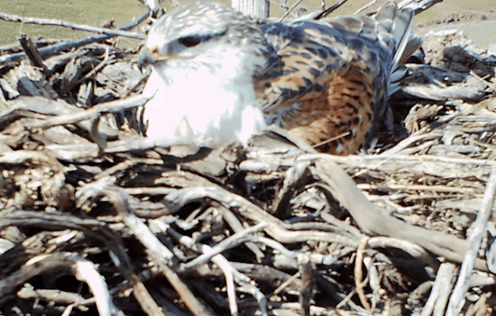 Ferruginous Hawk's Unique Migration Captivates Researchers and Birdwatchers in Washington and Nebraska