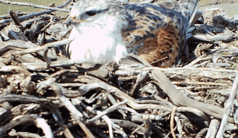 Ferruginous Hawk's Unique Migration Captivates Researchers and Birdwatchers in Washington and Nebraska