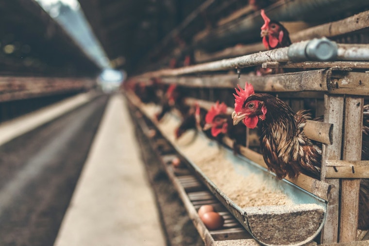 First Human Fatality Due to Bird Flu in U.S. as Philadelphia Bolsters Vigilance and Safety Measures