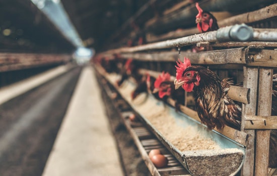 First Human Fatality Due to Bird Flu in U.S. as Philadelphia Bolsters Vigilance and Safety Measures