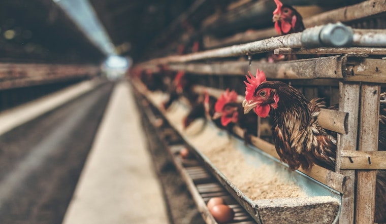 First Human Fatality Due to Bird Flu in U.S. as Philadelphia Bolsters Vigilance and Safety Measures
