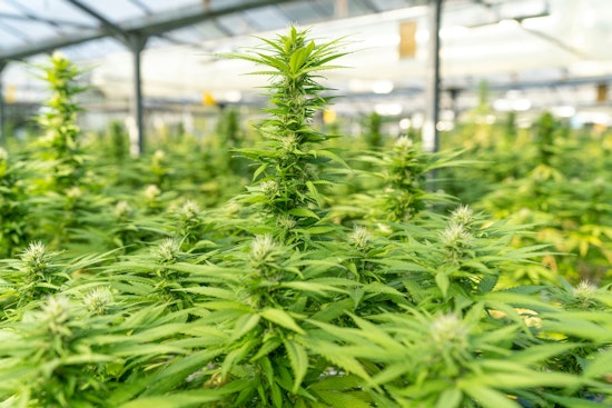 Florida Senate Bill Proposes Home Cannabis Cultivation for Medical Patients Amid Industry Debate