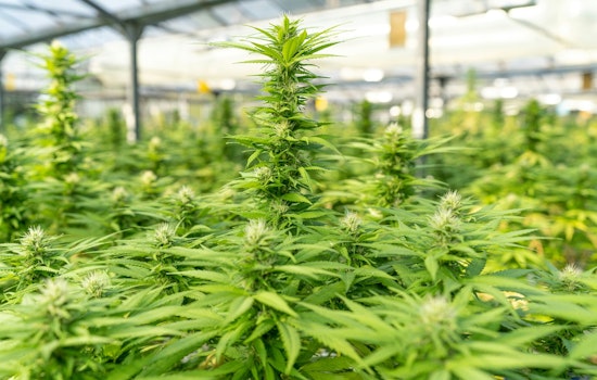 Florida Senate Bill Proposes Home Cannabis Cultivation for Medical Patients Amid Industry Debate
