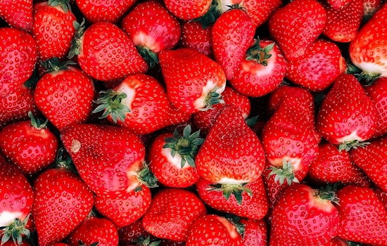 Florida Strawberry Festival Kicks Off With Safety Tips From Hillsborough Sheriff's Office