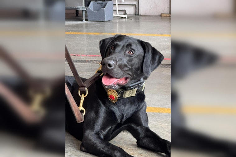 Fort Lauderdale Fire Rescue Welcomes Scout, a New Search-and-Rescue K9, to the Team