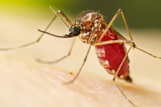 Global Health Experts and University of Minnesota's CIDRAP Outline Research Priorities for Zika Preparedness
