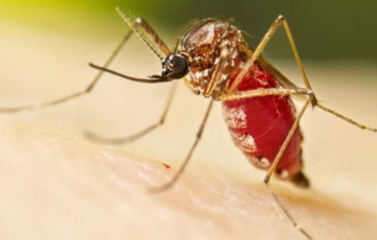 Global Health Experts and University of Minnesota's CIDRAP Outline Research Priorities for Zika Preparedness