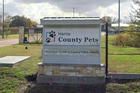 Harris County Pets Rolls Out Budget-Friendly Spay and Neuter Events in February