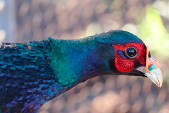 Hawai‘i Wildlife Conservation and Game Bird Stamp Art Contest Now Open for Submissions