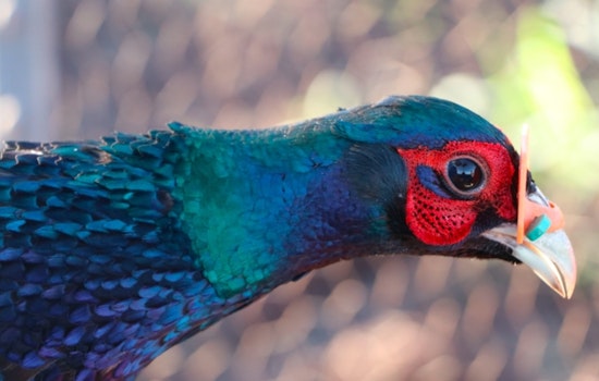 Hawai‘i Wildlife Conservation and Game Bird Stamp Art Contest Now Open for Submissions