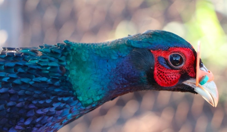 Hawai‘i Wildlife Conservation and Game Bird Stamp Art Contest Now Open for Submissions