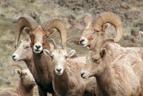 Helicopter Operation in Washington Set to Monitor Bighorn Sheep Health and Movement