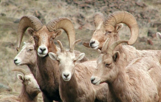 Helicopter Operation in Washington Set to Monitor Bighorn Sheep Health and Movement