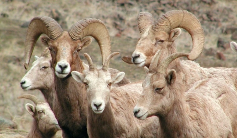 Helicopter Operation in Washington Set to Monitor Bighorn Sheep Health and Movement