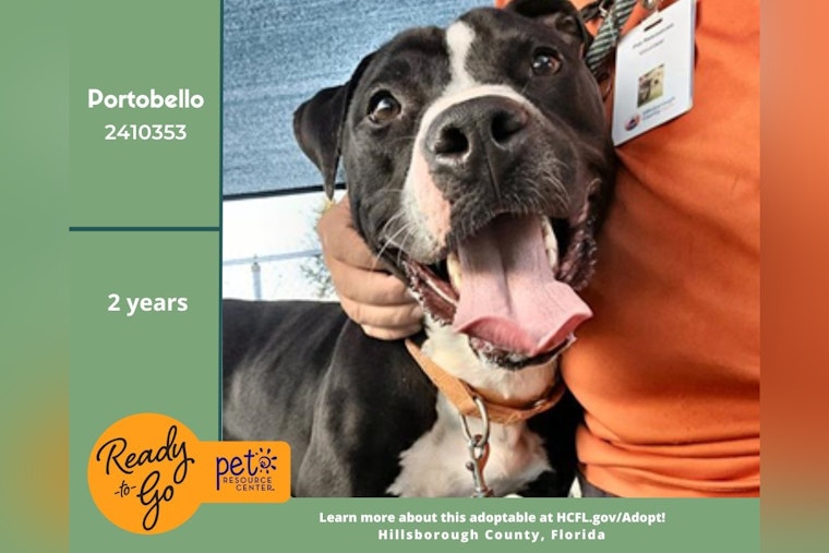 Hillsborough County's Pet Resource Center Seeks Loving Home for Spirited Lab Mix Portobello