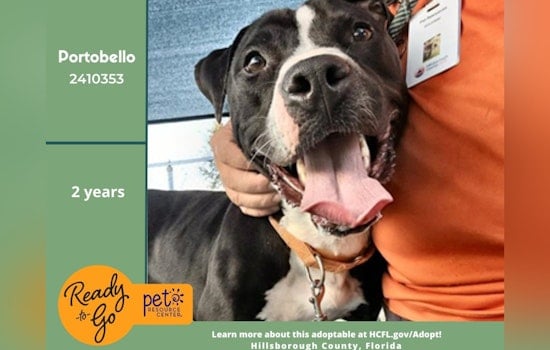 Hillsborough County's Pet Resource Center Seeks Loving Home for Spirited Lab Mix Portobello