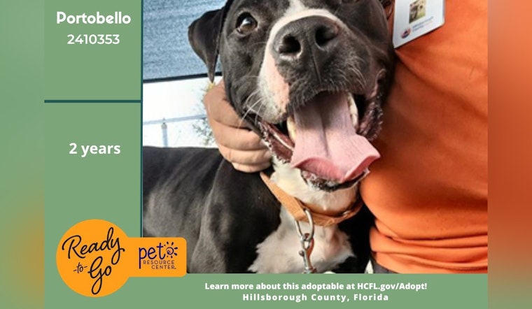 Hillsborough County's Pet Resource Center Seeks Loving Home for Spirited Lab Mix Portobello