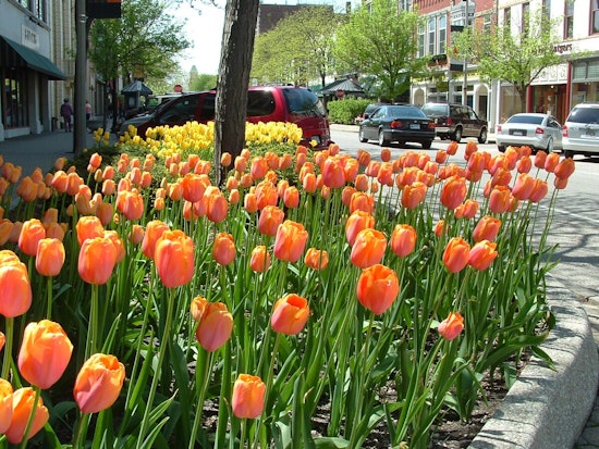 Holland's Tulip Time Parade Shortens Route for Enhanced Public Safety After Reflecting on New Orleans Tragedy