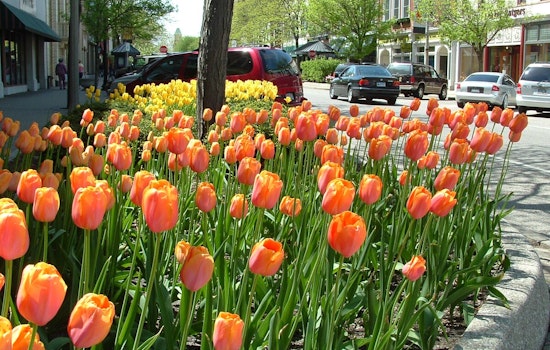 Holland's Tulip Time Parade Shortens Route for Enhanced Public Safety After Reflecting on New Orleans Tragedy