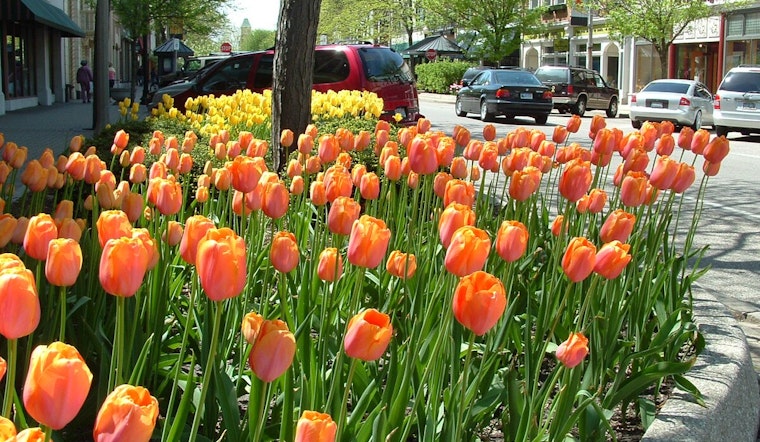 Holland's Tulip Time Parade Shortens Route for Enhanced Public Safety After Reflecting on New Orleans Tragedy